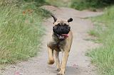 BULLMASTIFF 322